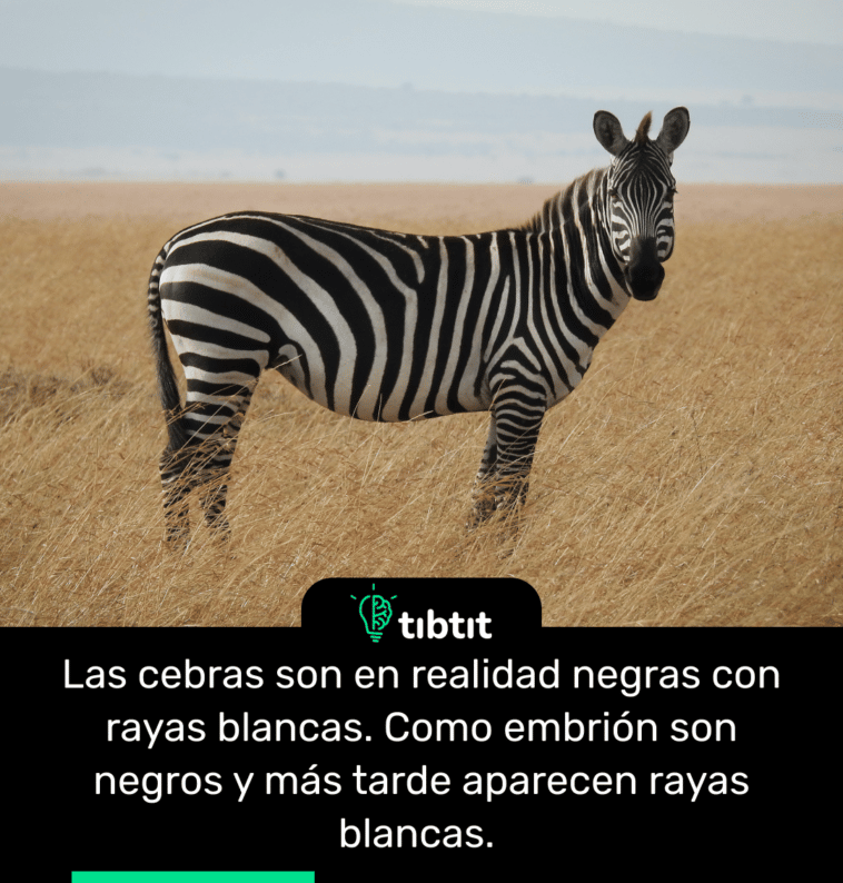 Las cebras son en realidad negras con rayas blancas. Como embrión son negros y más tarde aparecen rayas blancas.