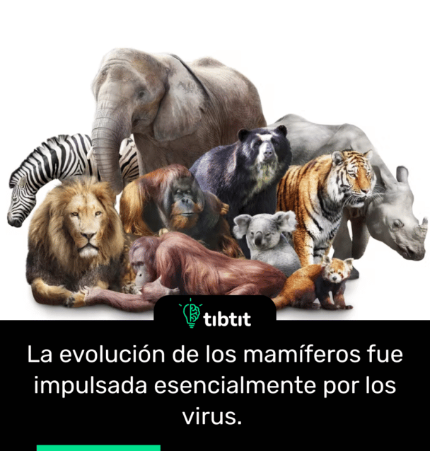 La evolución de los mamíferos fue impulsada esencialmente por los virus.