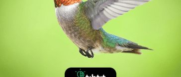 El cerebro del colibrí representa el 4,2% de su masa corporal. En comparación, el cerebro humano representa aproximadamente el 2% de su peso corporal. Los colibríes también tienen una gran memoria y pueden reconocer a las personas, recordar las rutas de migración y todas las flores que visitan.