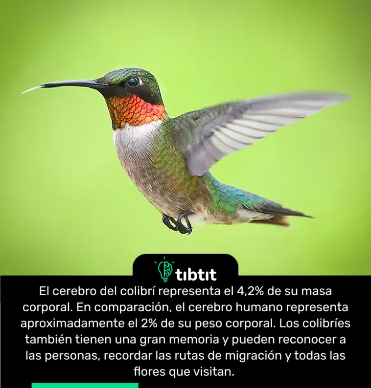 El cerebro del colibrí representa el 4,2% de su masa corporal. En comparación, el cerebro humano representa aproximadamente el 2% de su peso corporal. Los colibríes también tienen una gran memoria y pueden reconocer a las personas, recordar las rutas de migración y todas las flores que visitan.