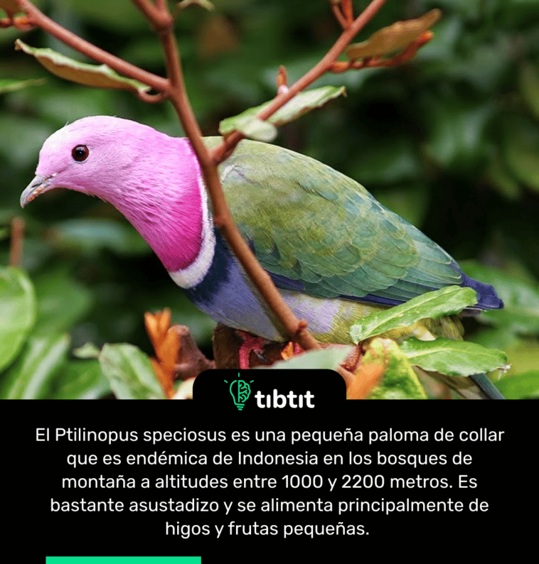 El Ptilinopus speciosus es una pequeña paloma de collar que es endémica de Indonesia en los bosques de montaña a altitudes entre 1000 y 2200 metros. Es bastante asustadizo y se alimenta principalmente de higos y frutas pequeñas.