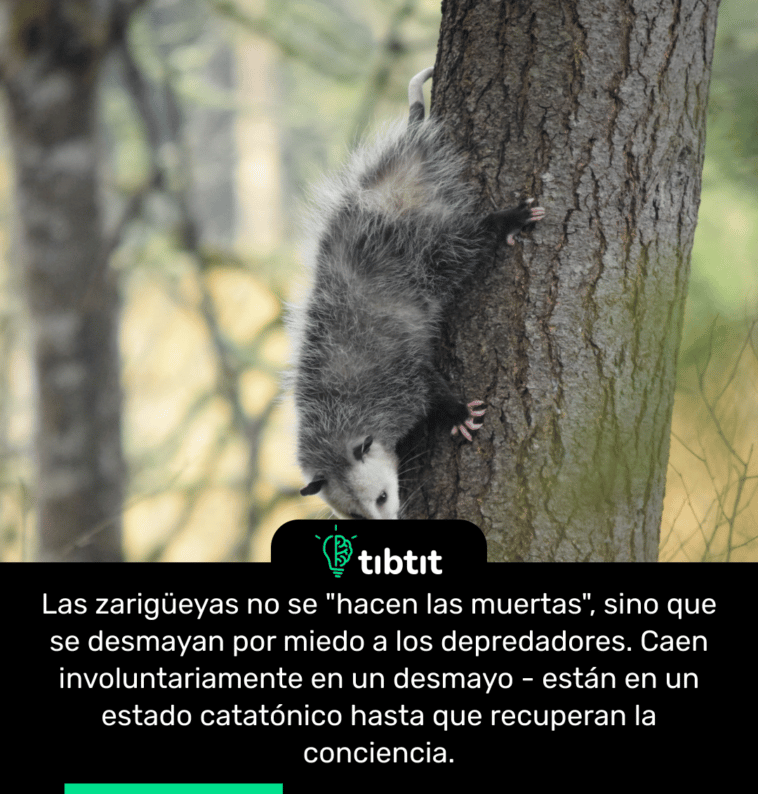 Las zarigüeyas no se "hacen las muertas", sino que se desmayan por miedo a los depredadores. Caen involuntariamente en un desmayo - están en un estado catatónico hasta que recuperan la conciencia.
