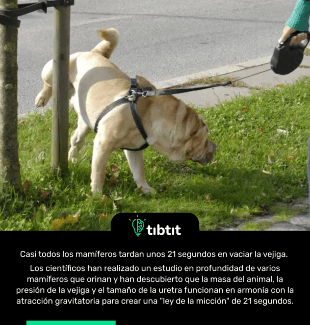 Casi todos los mamíferos tardan unos 21 segundos en vaciar la vejiga. Los científicos han realizado un estudio en profundidad de varios mamíferos que orinan y han descubierto que la masa del animal, la presión de la vejiga y el tamaño de la uretra funcionan en armonía con la atracción gravitatoria para crear una "ley de la micción" de 21 segundos.