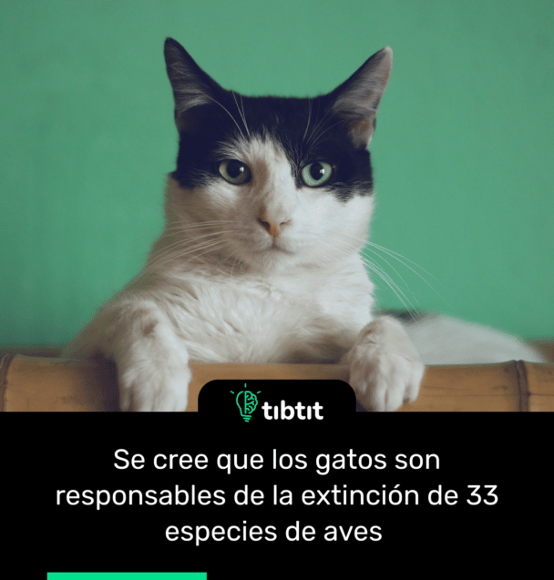 Se cree que los gatos son responsables de la extinción de 33 especies de aves