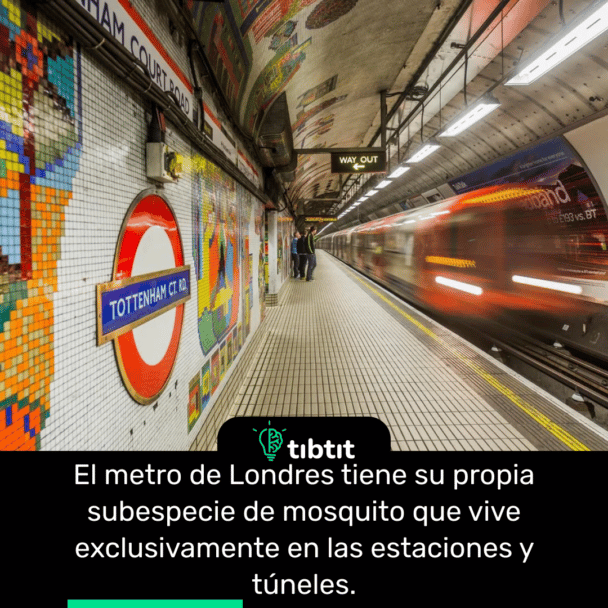 El metro de Londres tiene su propia subespecie de mosquito que vive exclusivamente en las estaciones y túneles.