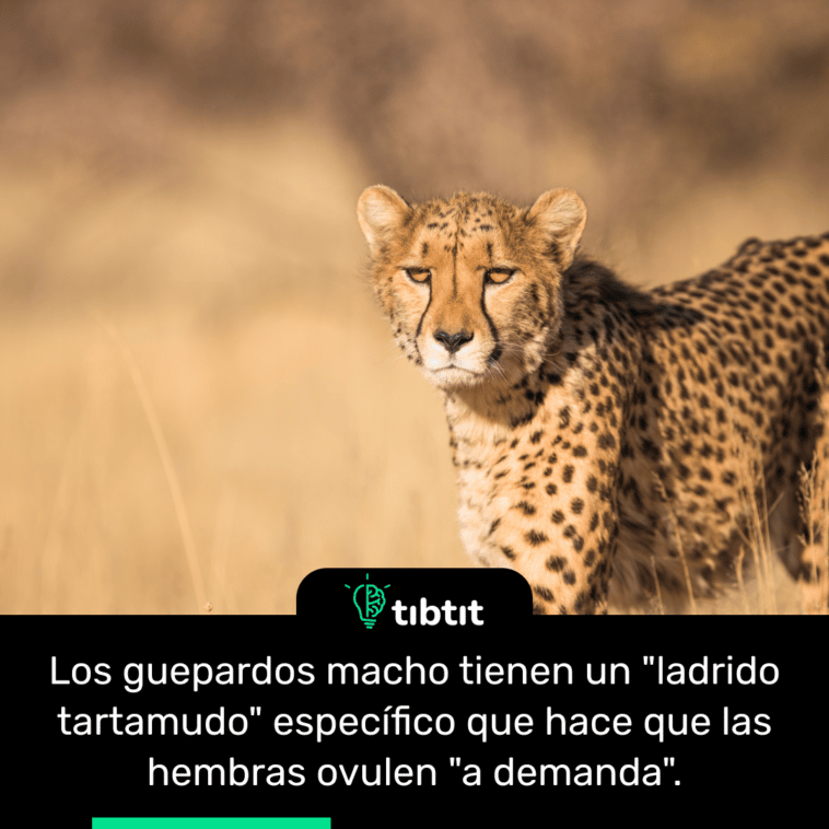 Los guepardos macho tienen un "ladrido tartamudo" específico que hace que las hembras ovulen "a demanda".