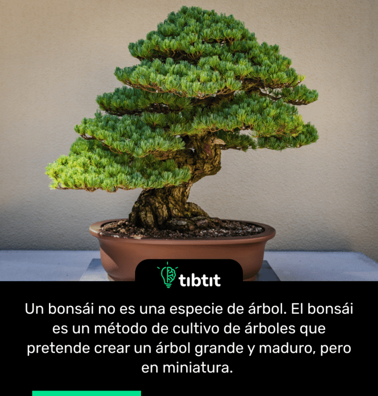 Un bonsái no es una especie de árbol. El bonsái es un método de cultivo de árboles que pretende crear un árbol grande y maduro, pero en miniatura.