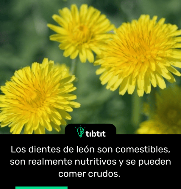 Los dientes de león son comestibles, son realmente nutritivos y se pueden comer crudos.