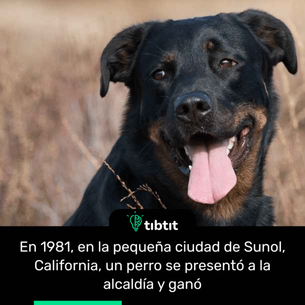En 1981, en la pequeña ciudad de Sunol, California, un perro se presentó a la alcaldía y ganó