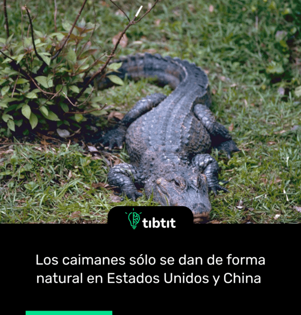 Los caimanes sólo se dan de forma natural en Estados Unidos y China