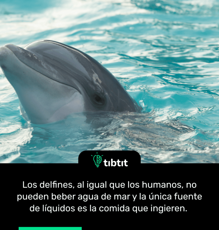 Los delfines, al igual que los humanos, no pueden beber agua de mar y la única fuente de líquidos es la comida que ingieren.