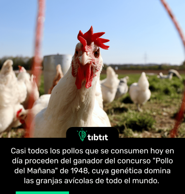Casi todos los pollos que se consumen hoy en día proceden del ganador del concurso "Pollo del Mañana" de 1948, cuya genética domina las granjas avícolas de todo el mundo.