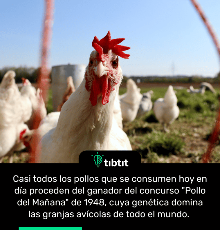 Casi todos los pollos que se consumen hoy en día proceden del ganador del concurso "Pollo del Mañana" de 1948, cuya genética domina las granjas avícolas de todo el mundo.