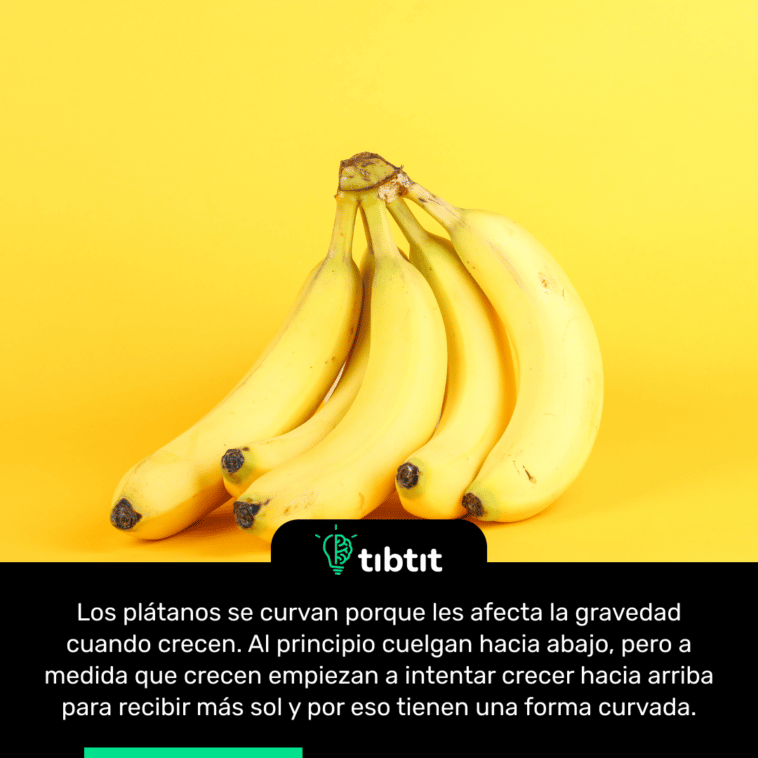 Los plátanos se curvan porque les afecta la gravedad cuando crecen. Al principio cuelgan hacia abajo, pero a medida que crecen empiezan a intentar crecer hacia arriba para recibir más sol y por eso tienen una forma curvada.