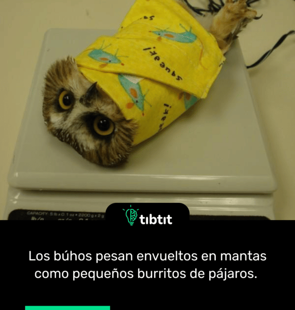 Los búhos pesan envueltos en mantas como pequeños burritos de pájaros.