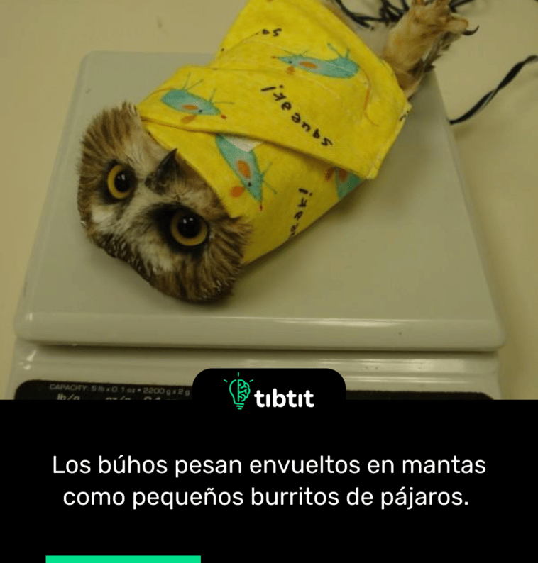 Los búhos pesan envueltos en mantas como pequeños burritos de pájaros.