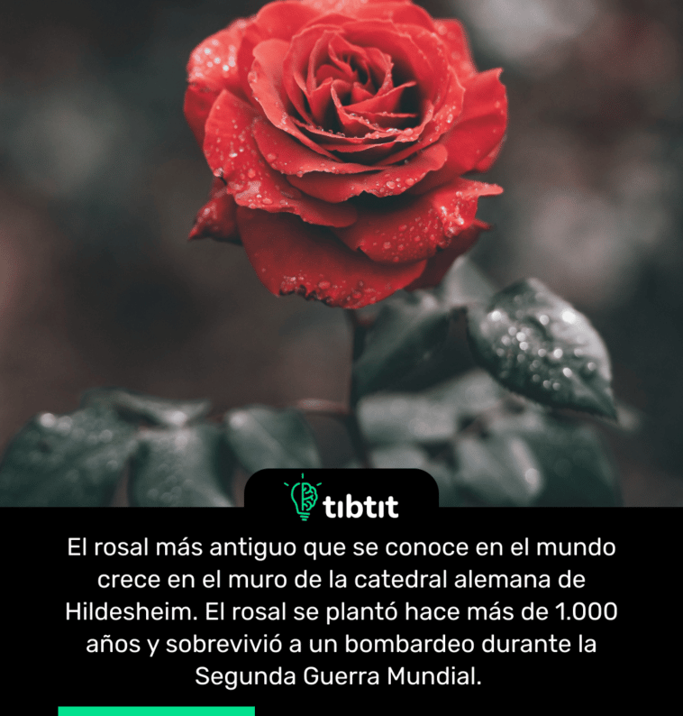 El rosal más antiguo que se conoce en el mundo crece en el muro de la catedral alemana de Hildesheim. El rosal se plantó hace más de 1.000 años y sobrevivió a un bombardeo durante la Segunda Guerra Mundial.