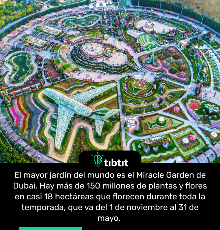 El mayor jardín del mundo es el Miracle Garden de Dubai. Hay más de 150 millones de plantas y flores en casi 18 hectáreas que florecen durante toda la temporada, que va del 1 de noviembre al 31 de mayo.