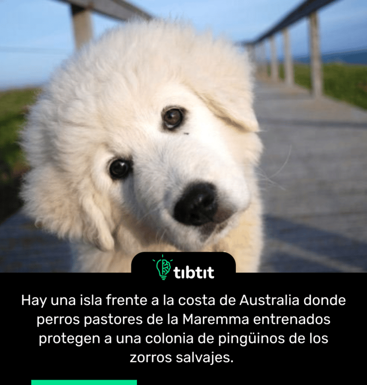 Hay una isla frente a la costa de Australia donde perros pastores de la Maremma entrenados protegen a una colonia de pingüinos de los zorros salvajes.