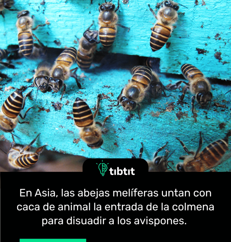 En Asia, las abejas melíferas untan con caca de animal la entrada de la colmena para disuadir a los avispones.