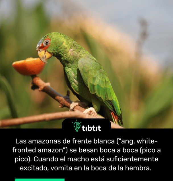 Las amazonas de frente blanca ("ang. white-fronted amazon") se besan boca a boca (pico a pico). Cuando el macho está suficientemente excitado, vomita en la boca de la hembra.