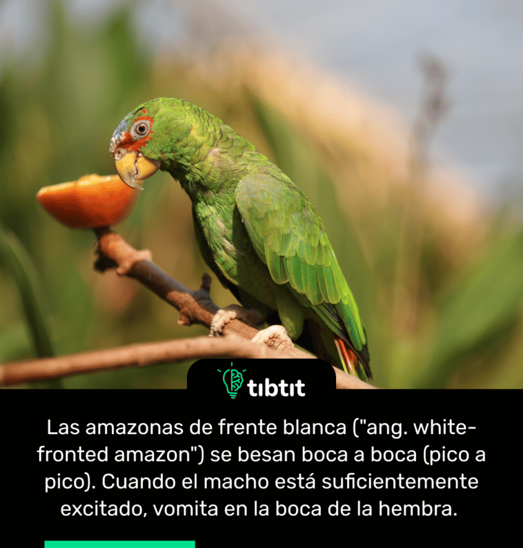 Las amazonas de frente blanca ("ang. white-fronted amazon") se besan boca a boca (pico a pico). Cuando el macho está suficientemente excitado, vomita en la boca de la hembra.