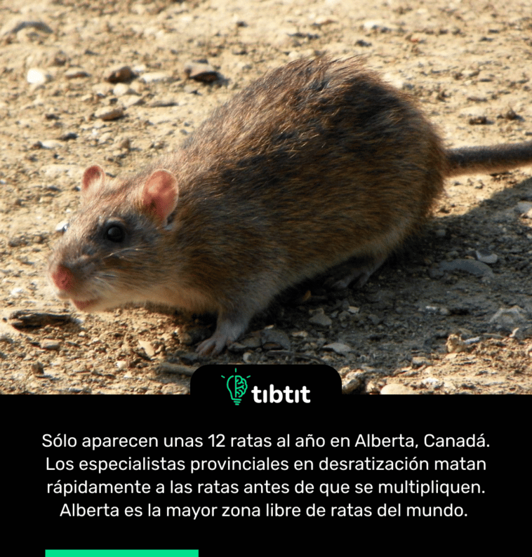 Sólo aparecen unas 12 ratas al año en Alberta, Canadá. Los especialistas provinciales en desratización matan rápidamente a las ratas antes de que se multipliquen. Alberta es la mayor zona libre de ratas del mundo.
