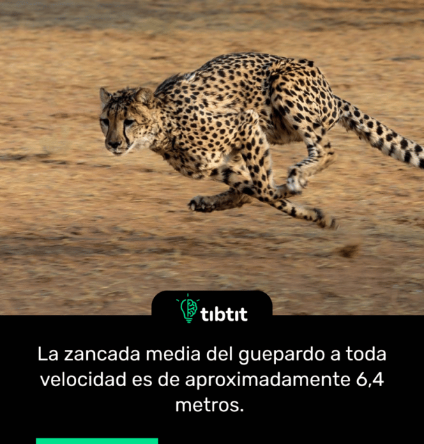 La zancada media del guepardo a toda velocidad es de aproximadamente 6,4 metros.