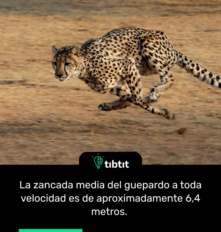 La zancada media del guepardo a toda velocidad es de aproximadamente 6,4 metros.