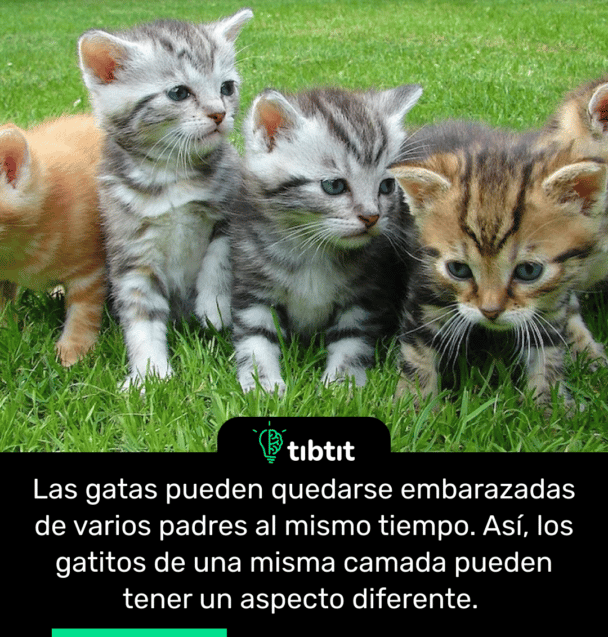 Las gatas pueden quedarse embarazadas de varios padres al mismo tiempo. Así, los gatitos de una misma camada pueden tener un aspecto diferente.