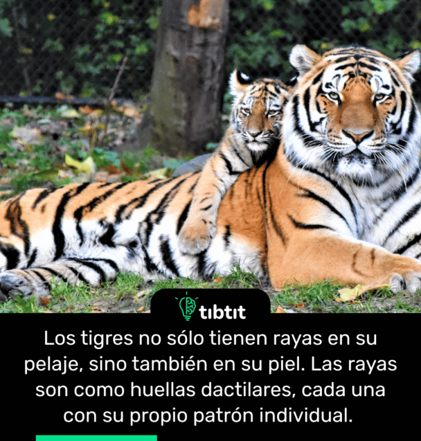 Los tigres no sólo tienen rayas en su pelaje, sino también en su piel. Las rayas son como huellas dactilares, cada una con su propio patrón individual.