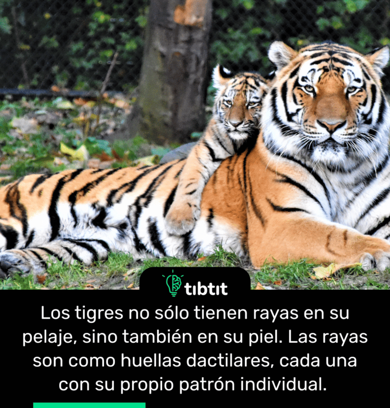 Los tigres no sólo tienen rayas en su pelaje, sino también en su piel. Las rayas son como huellas dactilares, cada una con su propio patrón individual.