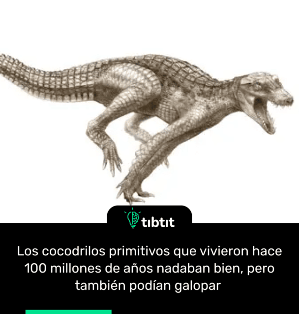 Los cocodrilos primitivos que vivieron hace 100 millones de años nadaban bien, pero también podían galopar
