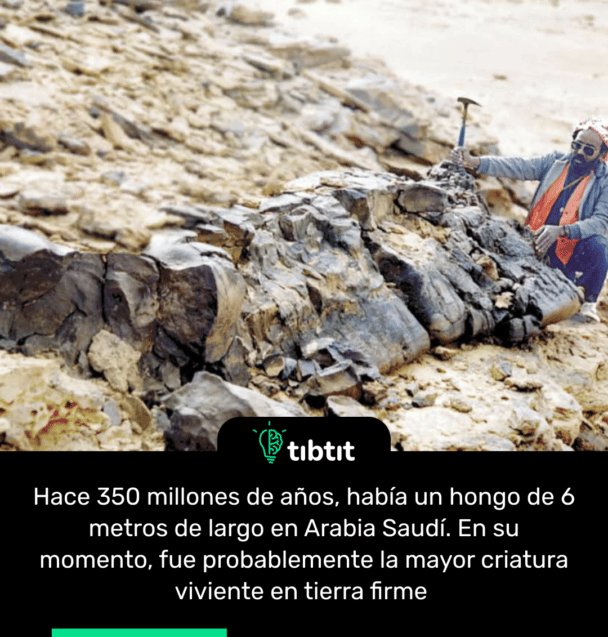 Hace 350 millones de años, había un hongo de 6 metros de largo en Arabia Saudí. En su momento, fue probablemente la mayor criatura viviente en tierra firme