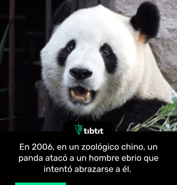 En 2006, en un zoológico chino, un panda atacó a un hombre ebrio que intentó abrazarse a él.