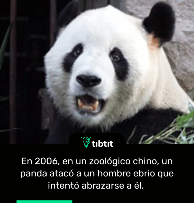 En 2006, en un zoológico chino, un panda atacó a un hombre ebrio que intentó abrazarse a él.