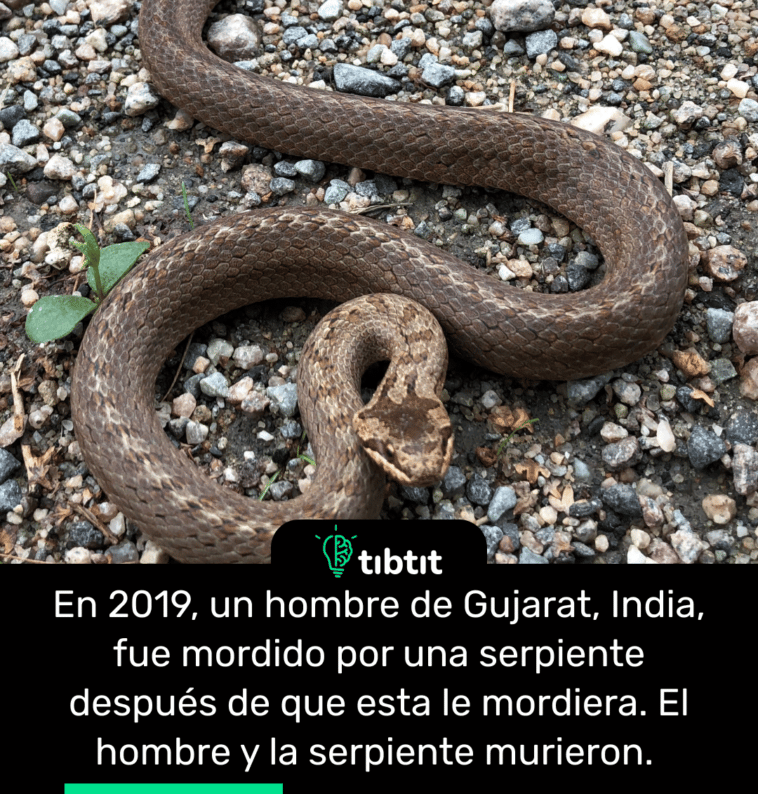 En 2019, un hombre de Gujarat, India, fue mordido por una serpiente después de que esta le mordiera. El hombre y la serpiente murieron.