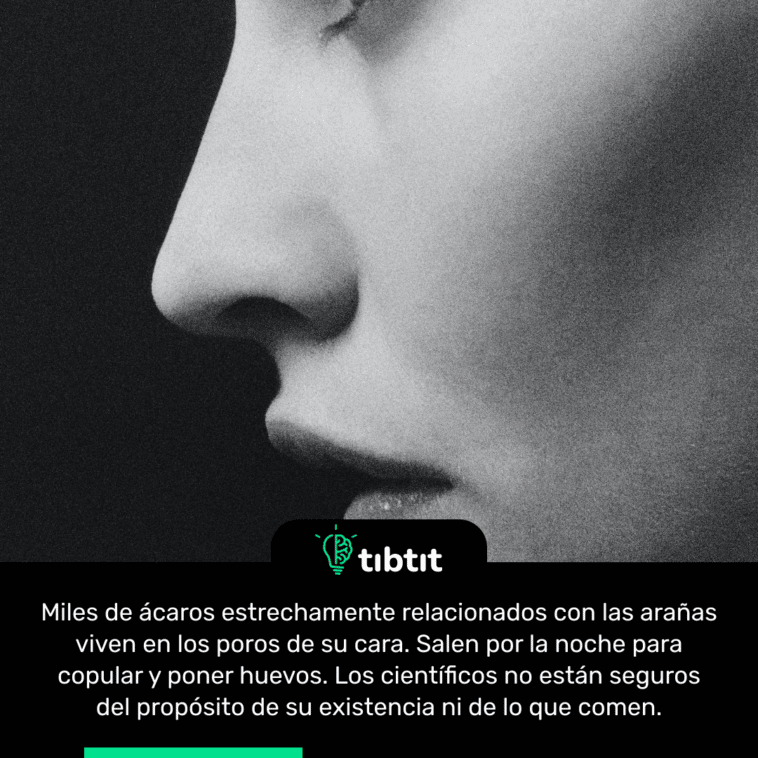Miles de ácaros estrechamente relacionados con las arañas viven en los poros de su cara. Salen por la noche para copular y poner huevos. Los científicos no están seguros del propósito de su existencia ni de lo que comen.