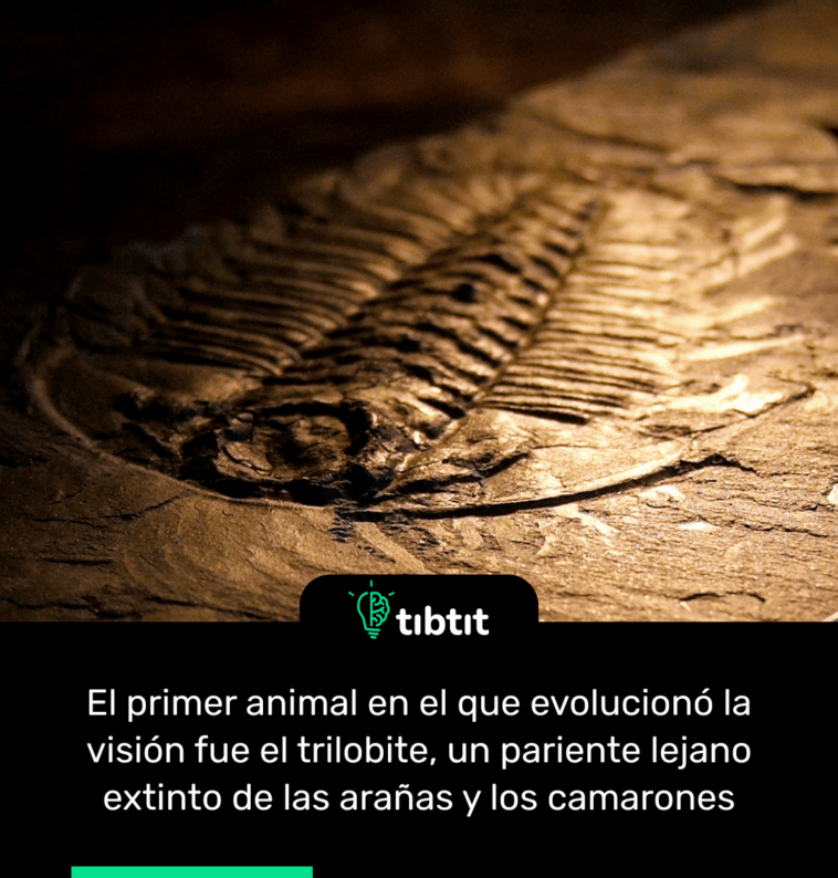 El primer animal en el que evolucionó la visión fue el trilobite, un pariente lejano extinto de las arañas y los camarones