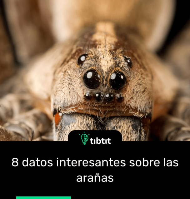 8 datos interesantes sobre las arañas