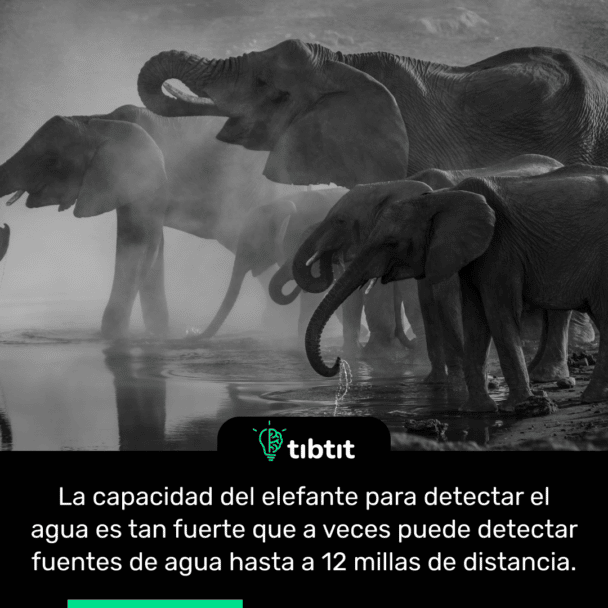 La capacidad del elefante para detectar el agua es tan fuerte que a veces puede detectar fuentes de agua hasta a 12 millas de distancia.