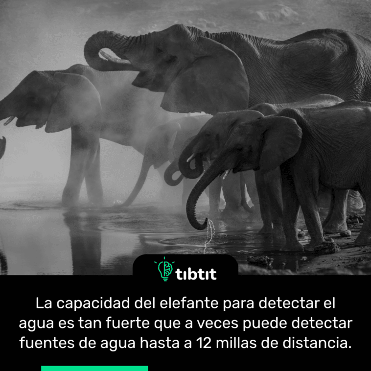 La capacidad del elefante para detectar el agua es tan fuerte que a veces puede detectar fuentes de agua hasta a 12 millas de distancia.
