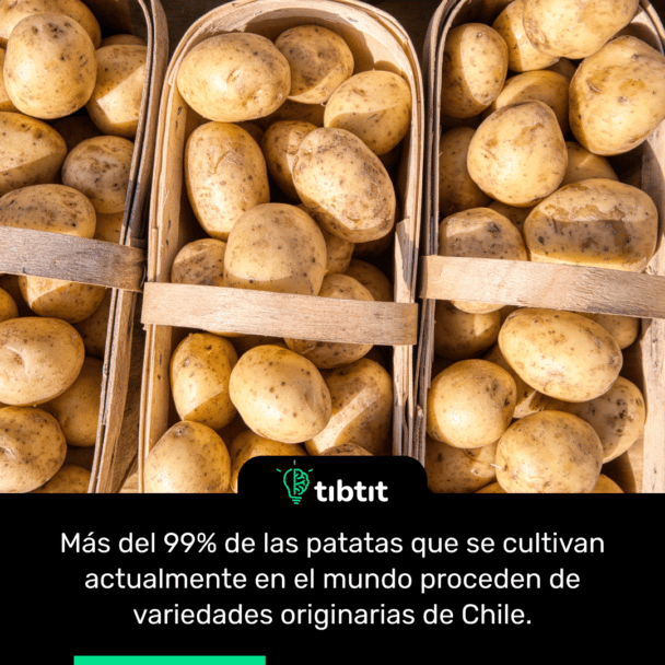 Más del 99% de las patatas que se cultivan actualmente en el mundo proceden de variedades originarias de Chile.