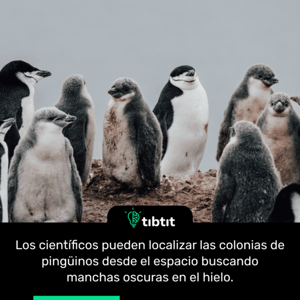 Los científicos pueden localizar las colonias de pingüinos desde el espacio buscando manchas oscuras en el hielo.