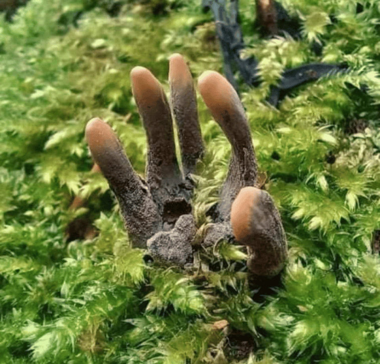 Espécimen de Xylaria polymorpha, comúnmente conocido como dedos de hombre muerto