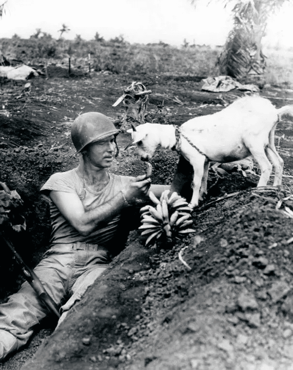 Un soldado comparte un plátano con una cabra durante la batalla de Saipán. (1944)