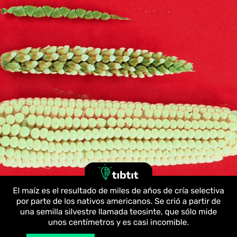 El maíz es el resultado de miles de años de cría selectiva por parte de los nativos americanos. Se crió a partir de una semilla silvestre llamada teosinte, que sólo mide unos centímetros y es casi incomible.