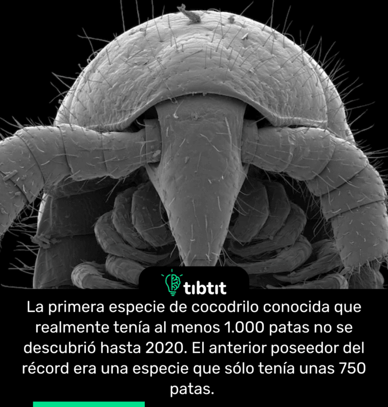 La primera especie de cocodrilo conocida que realmente tenía al menos 1.000 patas no se descubrió hasta 2020. El anterior poseedor del récord era una especie que sólo tenía unas 750 patas.