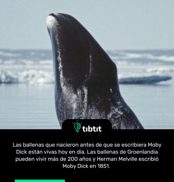 Las ballenas que nacieron antes de que se escribiera Moby Dick están vivas hoy en día. Las ballenas de Groenlandia pueden vivir más de 200 años y Herman Melville escribió Moby Dick en 1851.