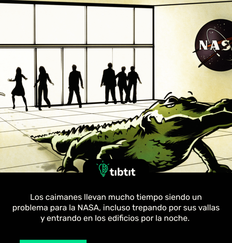 Los caimanes llevan mucho tiempo siendo un problema para la NASA, incluso trepando por sus vallas y entrando en los edificios por la noche.